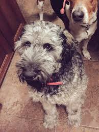 Pierce schnoodles is a giant schnoodle dog breeder near raleigh, nc. My Giant Schnoodle Schnoodle