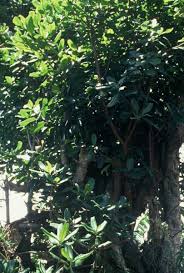 Image result for Ficus scassellatii
