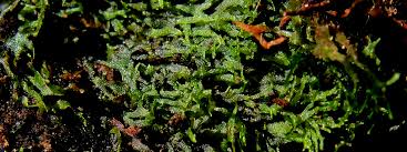 Image result for Hymenophyllum capillare