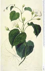 Image result for Merremia verecunda