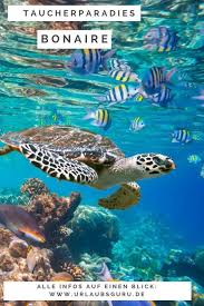 Urlaub Auf Bonaire Urlaubsguru De Science And Nature Science Bulletin Boards Bonaire