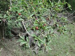 Image result for Feretia