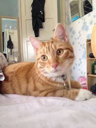 I volunteer at the local humane society, and we have several white and. Name Kevin Breed Domestic Short Haired Ginger Tabby Tabby Breeds Domestic