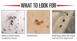 You could use one of these traps to find bed bugs in the daytime, and see how many there are around. What Do Bed Bugs Look Like Bed Bugs Bed Bug Bites Bed Bugs Infestation