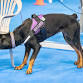 Building Successful AKC Novice Skills — event image