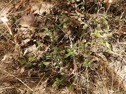 Image result for Blepharis maderaspatensis