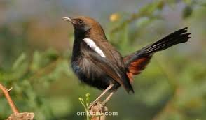 Decu belang / pied bush chat (saxicola caprata) mempunyai ukuran tubuh kecil, dengan panjang sekitar sepintas, burung decu belang menyerupai kacer sehingga kerap dijuluki sebagai kacer mini. Suara Tajam Kacer India Untuk Memaster Burung Decu Om Kicau