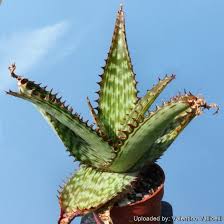 Image result for Aloe cameronii × greatheadii