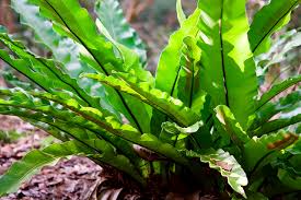 Leatherleaf fern (rumohra adiantiformis) produces sturdy, glossy dark green fronds that work well when incorporated into flower arrangements. Birds Nest Fern Not Just For The Empty Nesters Steemit