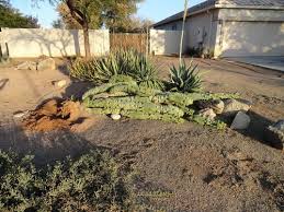 Does well in any soil from sand to clay. Need Ideas For Replanting Totem Pole Cactus