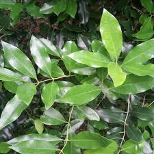 Image result for Olea capensis
