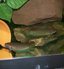 Pin On Exotic Wild Betta
