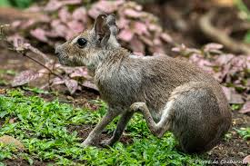 Image result for Dolichopentas