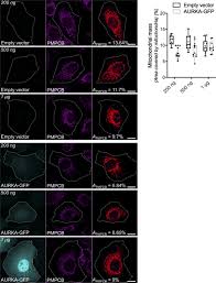 10,076 likes · 4 talking about this. Mitochondrial Aurora Kinase A Induces Mitophagy By Interacting With Map1lc3 And Prohibitin 2 Life Science Alliance