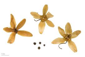 Image result for Merremia palmata