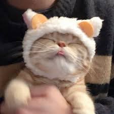 Cat animal cute icon pet. Icons For You