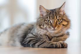 The most common cause of hairballs is simply that loose hair has been ingested (typically during grooming) but hasn't passed. A Hairy Situation Helping Cats With Hairballs