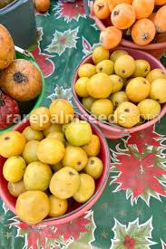 Image result for Cyrtorchis glaucifolia