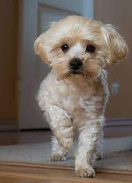 a charming cute home dog cute dog cuteanimals theworldisgreat lap dog breeds dog breeds that dont shed lap dogs