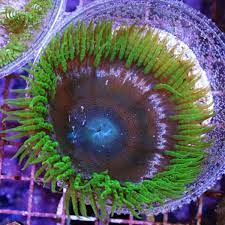 Ultra Neon Flower Anemone Epicystis Crucifer Neon Flowers Anemone Large Flowers