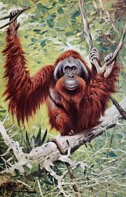 Kuhnert Friedrich Wilhelm 1865 1926 Wild Life Of The World 1916 V 2 Orangutan Vintage Animals Pongo Monkey Species Orangutan Antique Art Prints