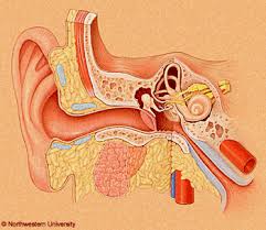 Barotrauma Des Mittelohr Die Tauchersprechstunde