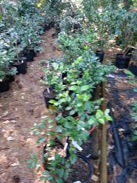 Some Of My 3 Year Old Camellia Rooted Cuttings Grape Soda Plants Camellia