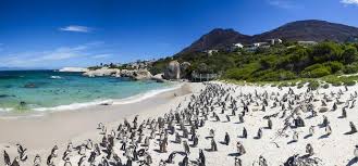 Die darstellungen sind also möglicherweise durch eine rosarote brille gesehen. Boulders Beach Heimat Einer Brillenpinguin Kolonie Am Tafelberg Nationalpark