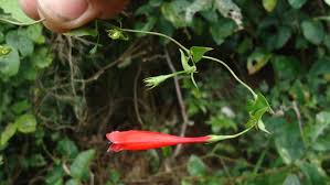 Image result for Manettia