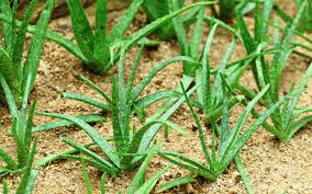 Aloe vera imme,r wenn die erde oben trocken ist. Llll Aloe Vera Wie Pflegen Bio Garten Produkte