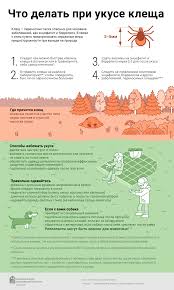 Chto Delat Pri Ukuse Klesha