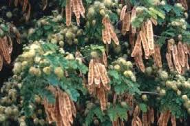 Image result for Albizia adianthifolia × gummifera