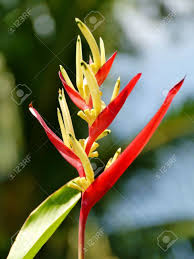 Seed pods open and drop their seeds. A Red And Yellow Flowering Strelitzia Plant Also Called Bird Of Paradise Stock Photo Picture And Royalty Free Image Image 17816653