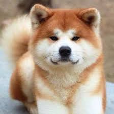 Parents are purebred shiba inus that were imported. Shiro Ookami Kennel Japanese Akita Inu Shiba Inu Community Facebook
