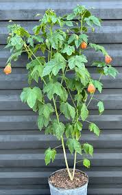 Image result for Abutilon sp.no.1