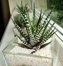Areoles are circular clusters of spines on a cactus. Haworthia Zebra Cactus Pearl Plant Star Window Plant Guide Our House Plants