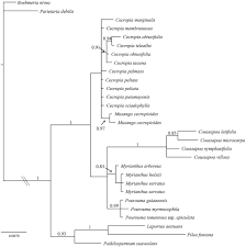 Image result for Musanga leo-errerae