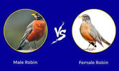 Image of Pictures of male and female robins
