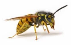 Wasp Nest Removal Manchester | Same Day Service - 0161 210 2536