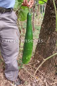 Image result for Lagenaria abyssinica