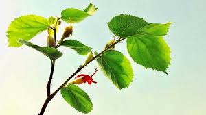 6 Impressive Health Benefits Of Gymnema Sylvestre