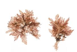 Image result for Porphyrostemma chevalieri