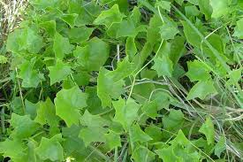 Image result for Delairea odorata