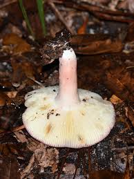 Image result for Russula mariae