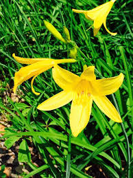 June Wildlfowers