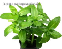 Image result for Persicaria madagascariensis