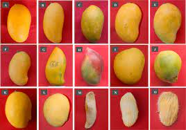 Very aromatic, really juicy and incredibly sweet, that is zill mango. Morphological And Molecular Characterization And Evaluation Of Mango Germplasm An Overview Sciencedirect
