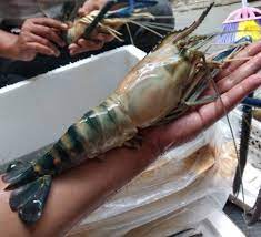 Strike udang galah besar, joran sampai melengkung tajam. Udang Galah Cepat Besar