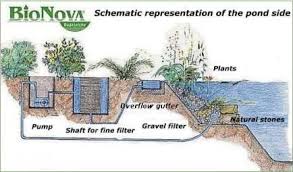 Ideal Pool Plants With Plants Which Help With The Cleaning Of The Pool For The Ideal Natural Swimming Pools Natural Swimming Ponds Natural Pool