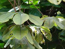 Image result for Manihot glaziovii